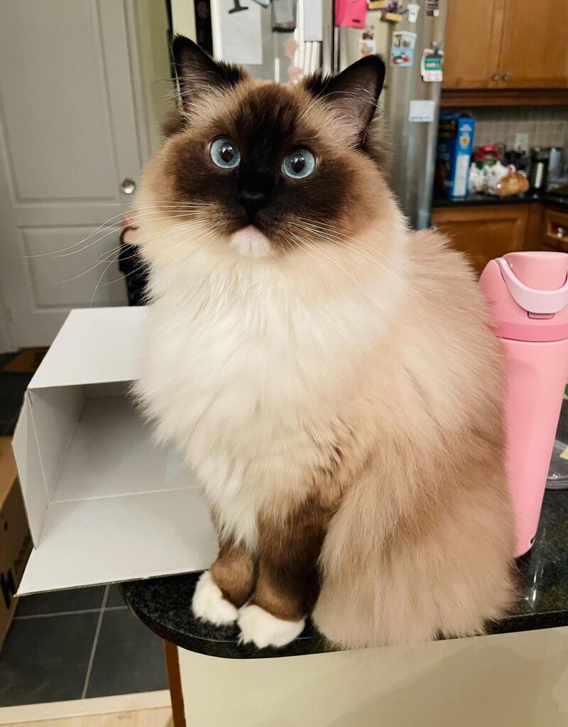 Can’t have Xmas decor because of her destruction, but she clearly is the decor!