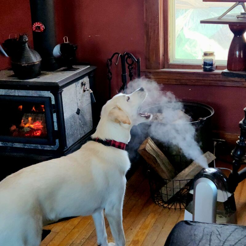 Something tells me 8 month old Ozzy won't win this!