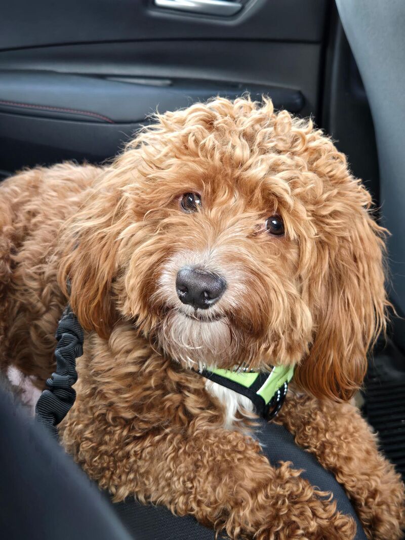 Nothing in Cosmo’s brain lol (1yr)