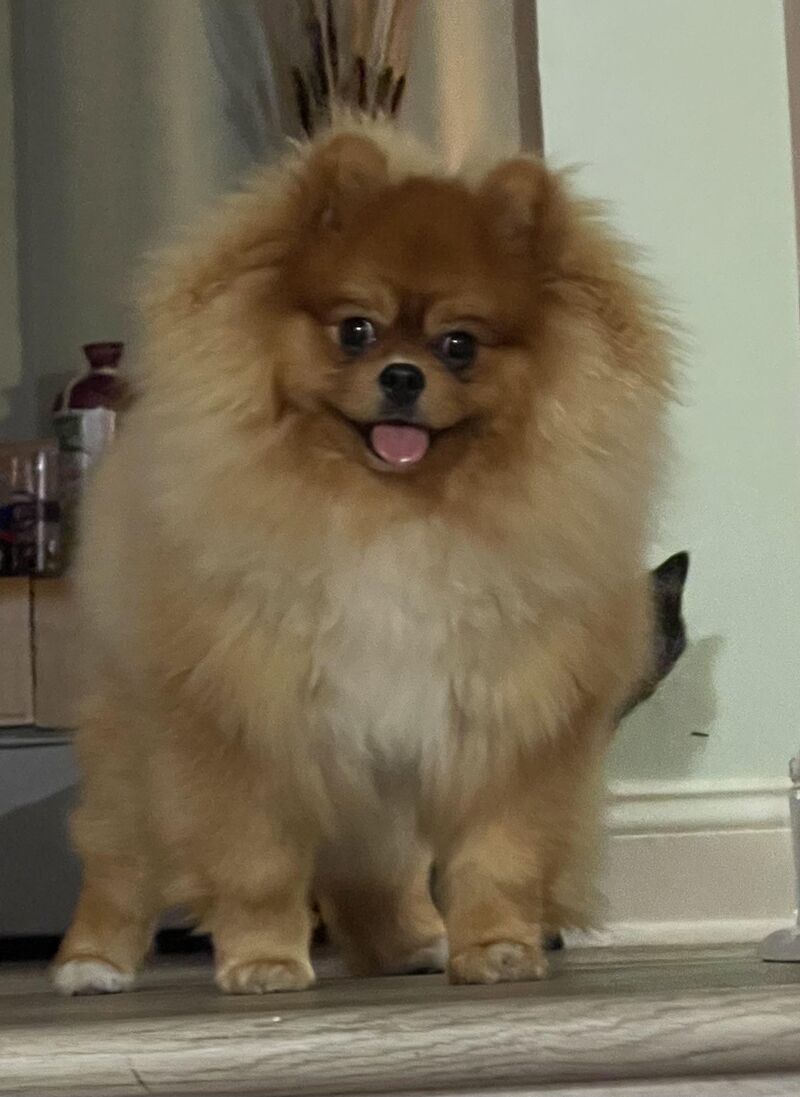 Milli & Meeko: Meeko’s puppy years…the face that greets you when you come home. 9 months, 14 lbs