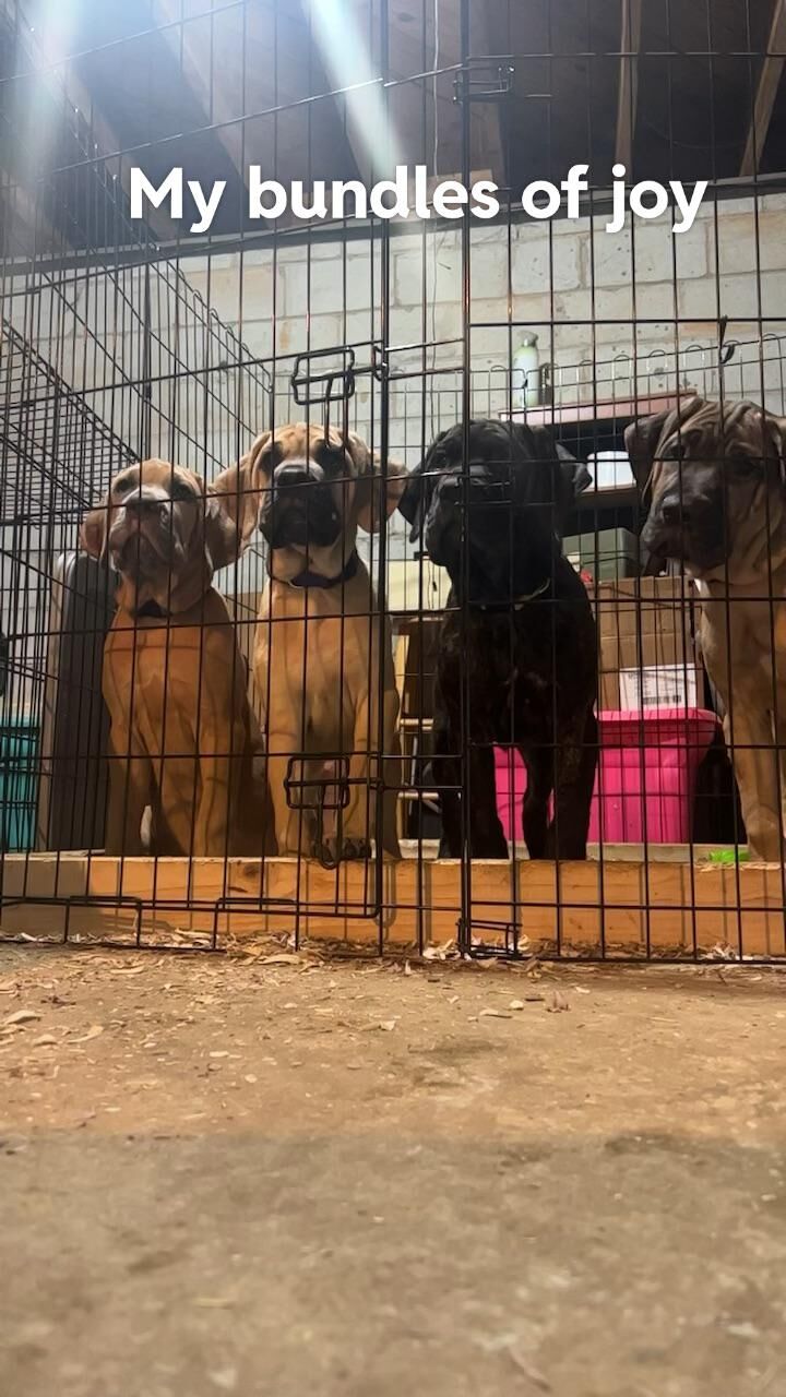 Ester, Bella, Chicago, Brutus all 3 months olds