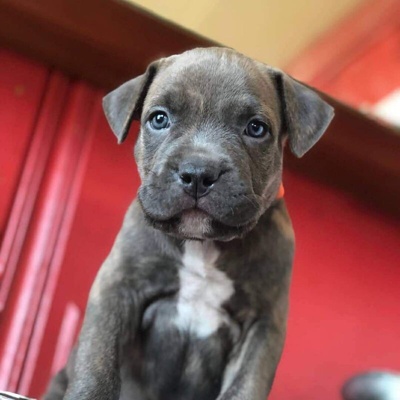 Looking for name suggestions for this little cutie! He’s about 8 weeks old.