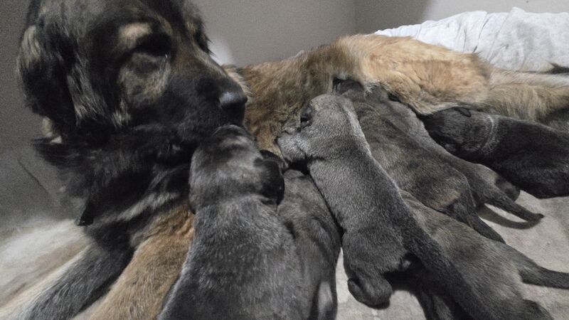 Momma bear with her 3 week old litter of 8!