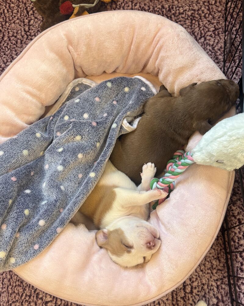 My little three week old foster orphans …