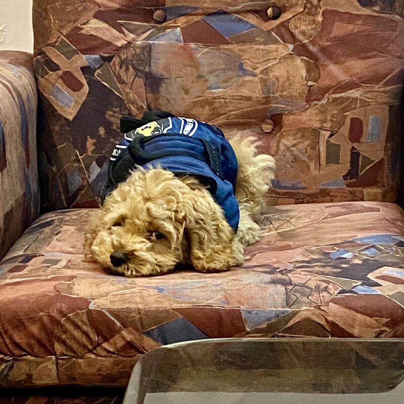 Little Taro - 3 months old