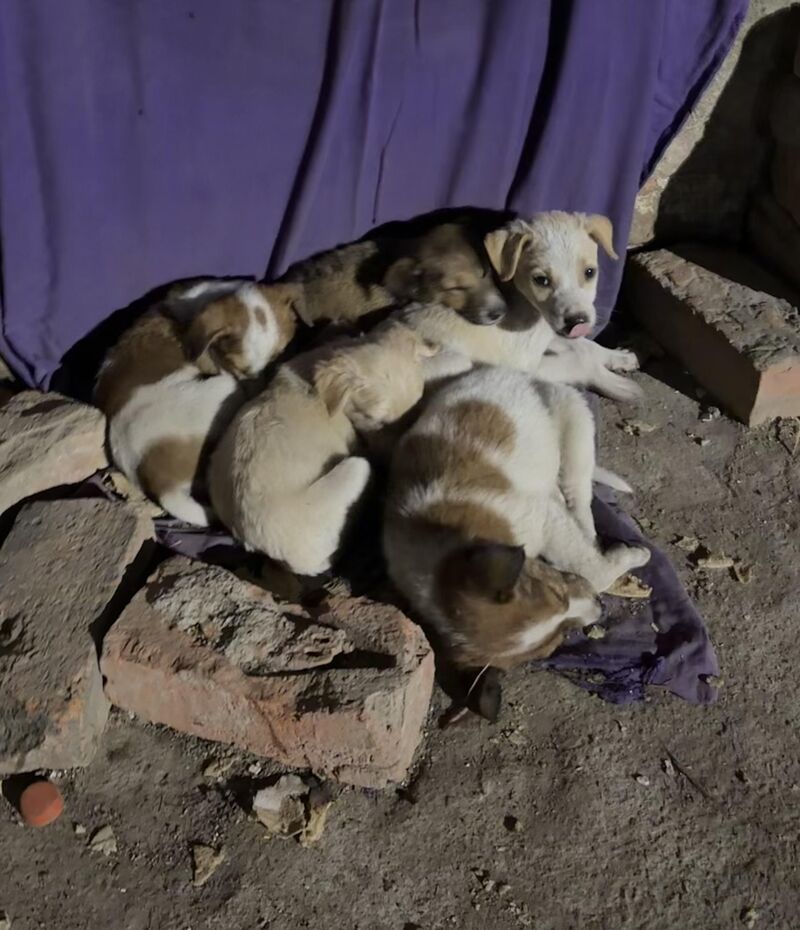 Found a heart full of puppies (around 4 weeks old)
