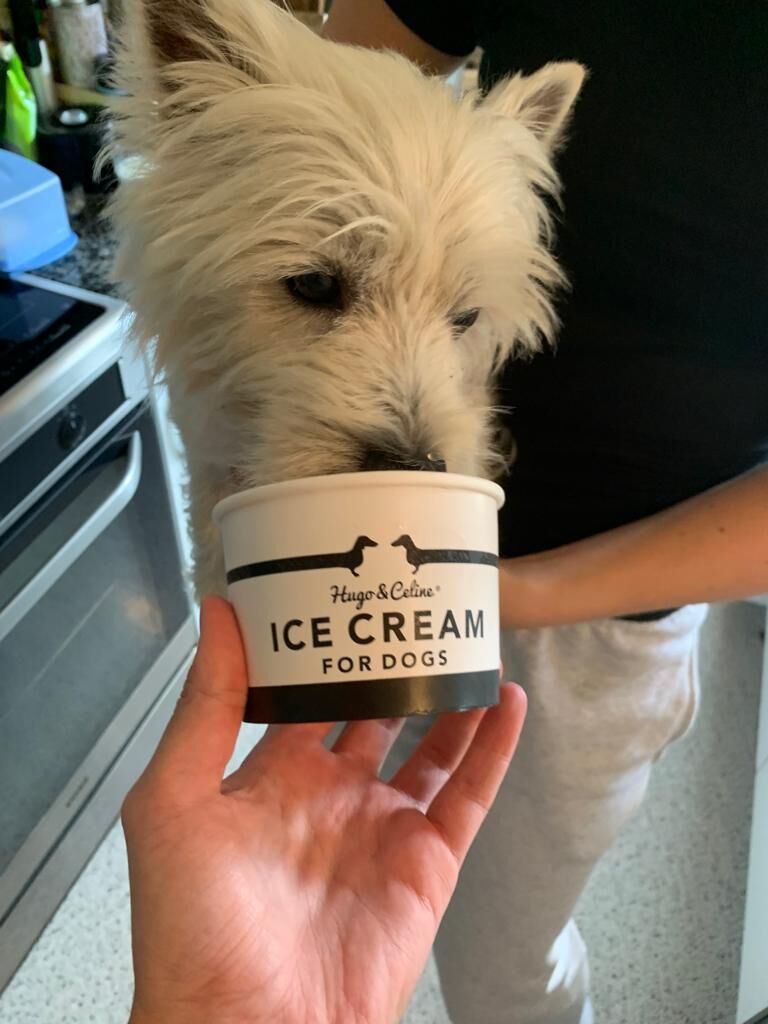 Terrier Westhighland