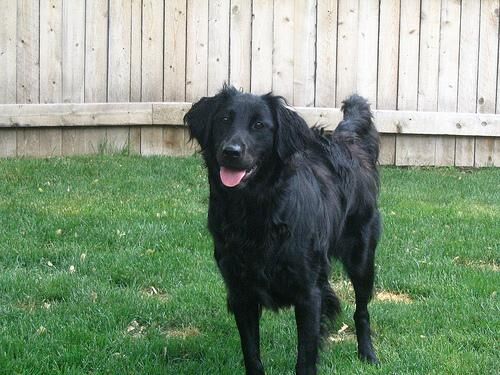 Retriever Flatcoated