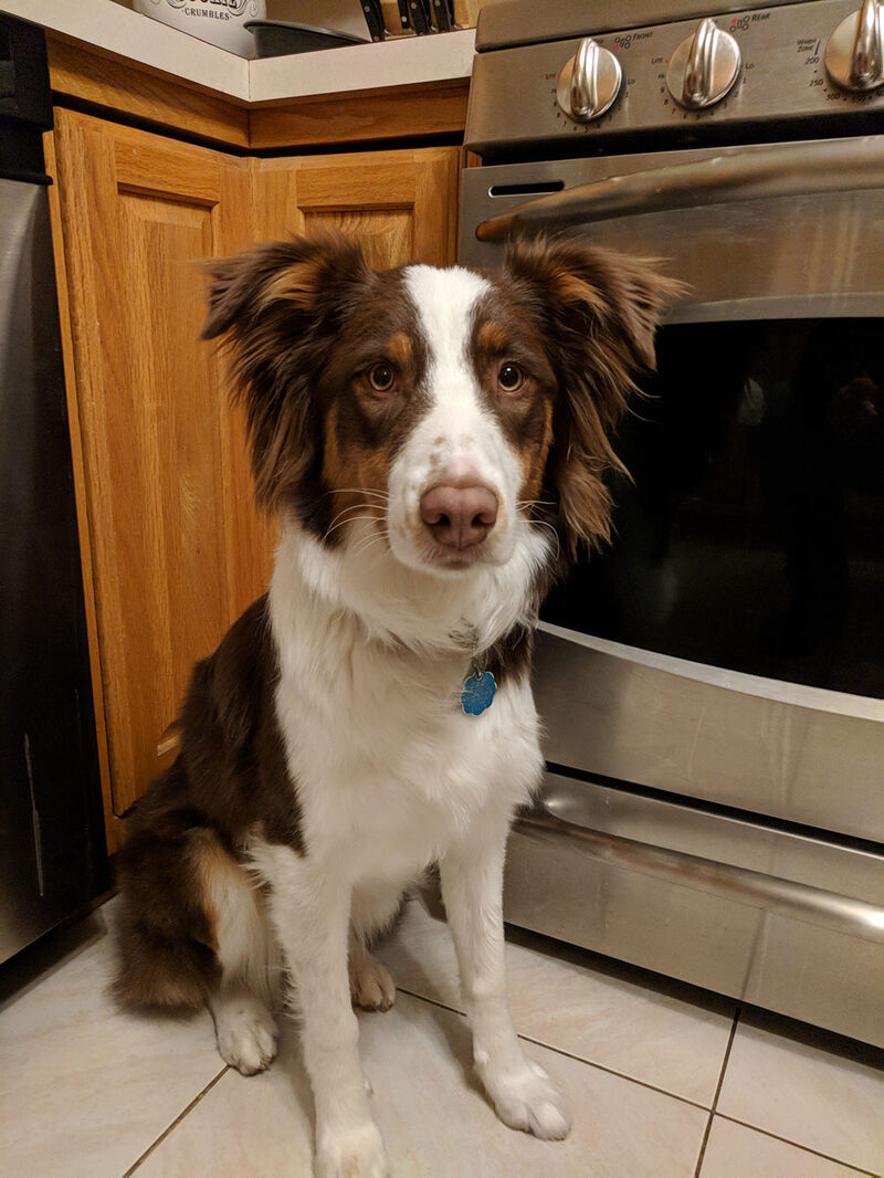 Australian Shepherd