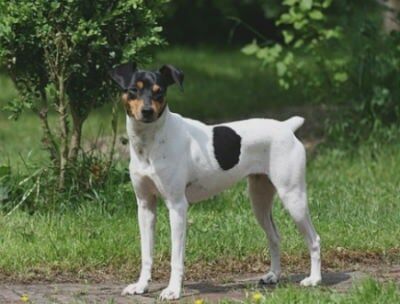 Terrier Andalusian