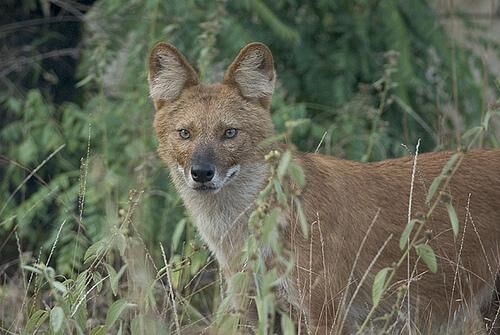 Dhole