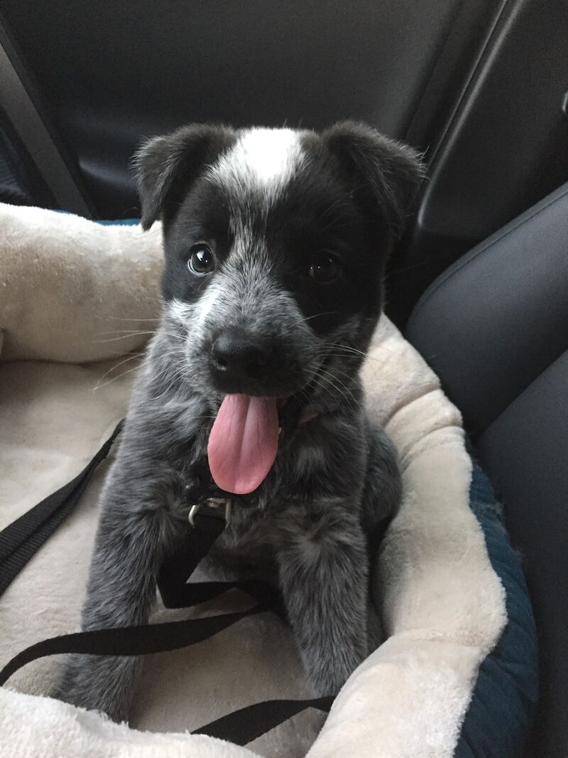 Cattledog Australian