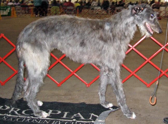 Deerhound Scottish