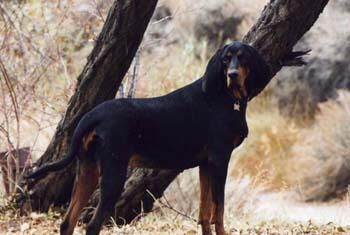 Coonhound