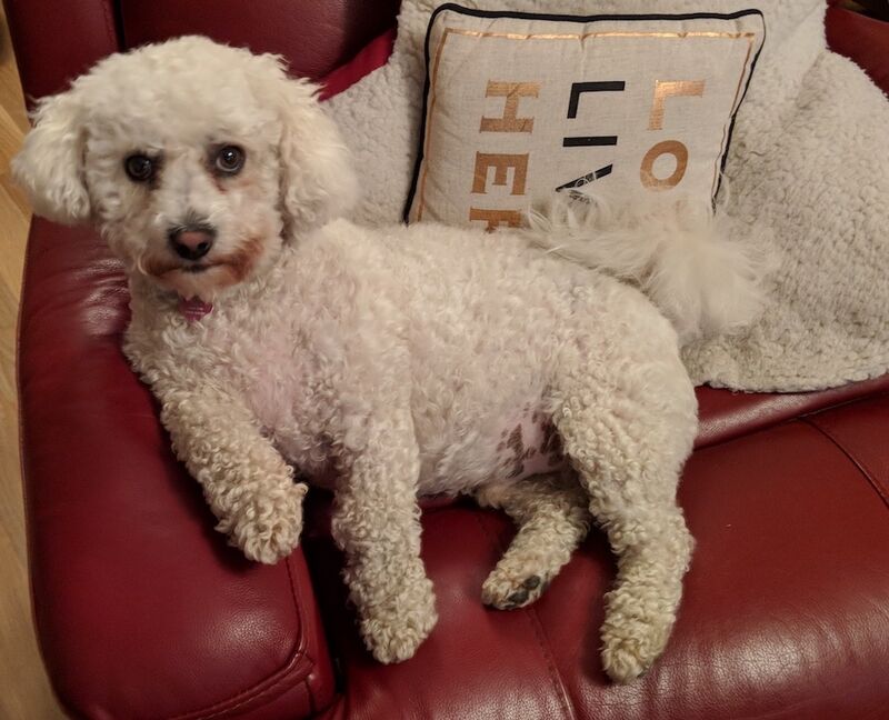 Frise Bichon