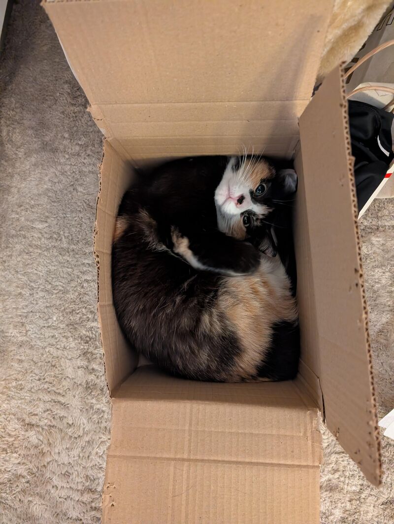 My sweet troublemaker Zelda ❤️