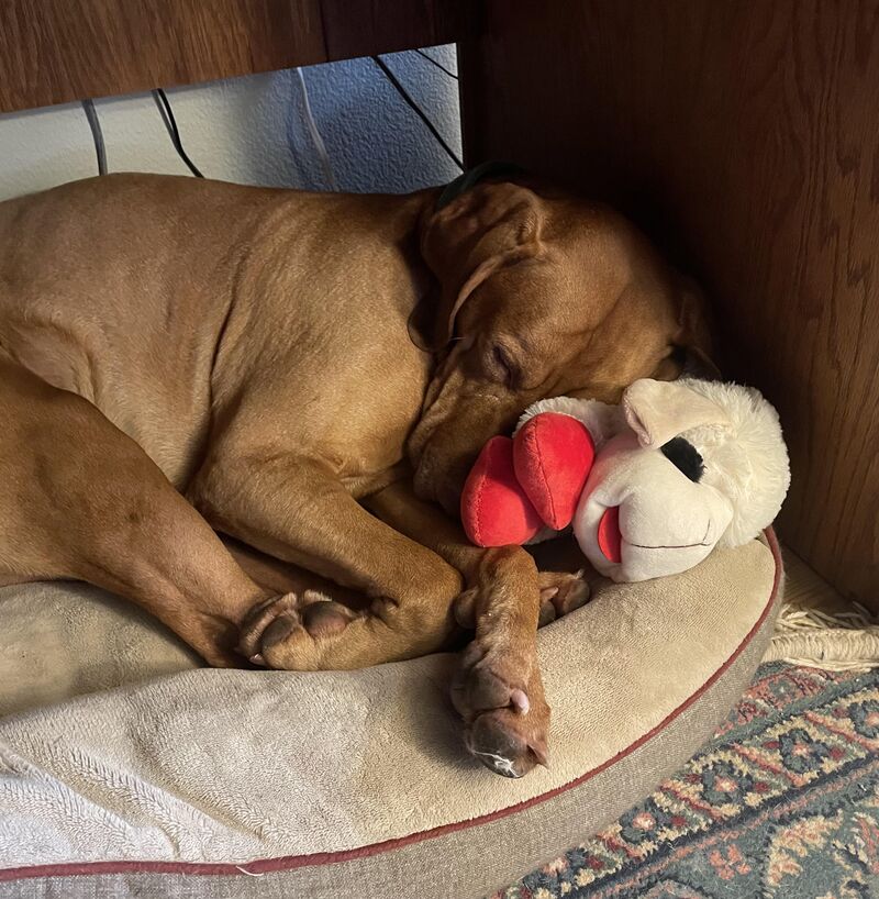 The dog I pet-sit for likes the toy I gave him