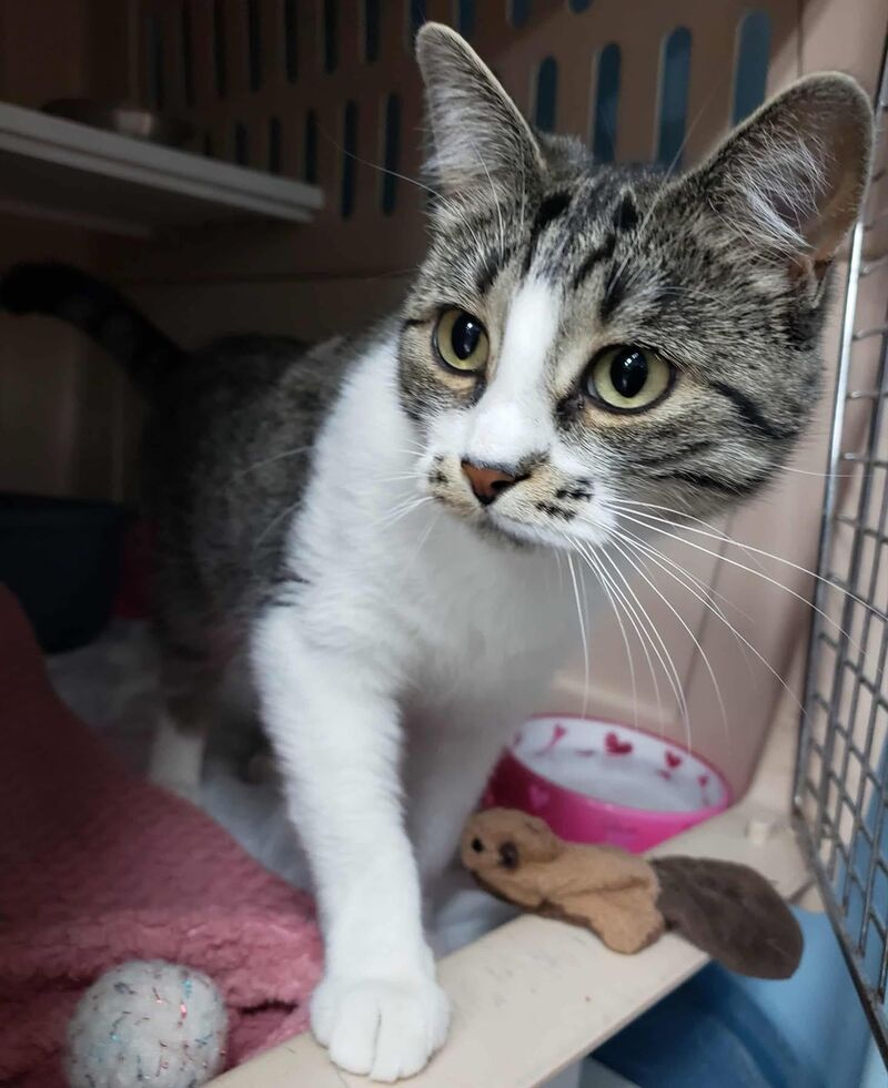 The beautiful Grisette from our shelter.