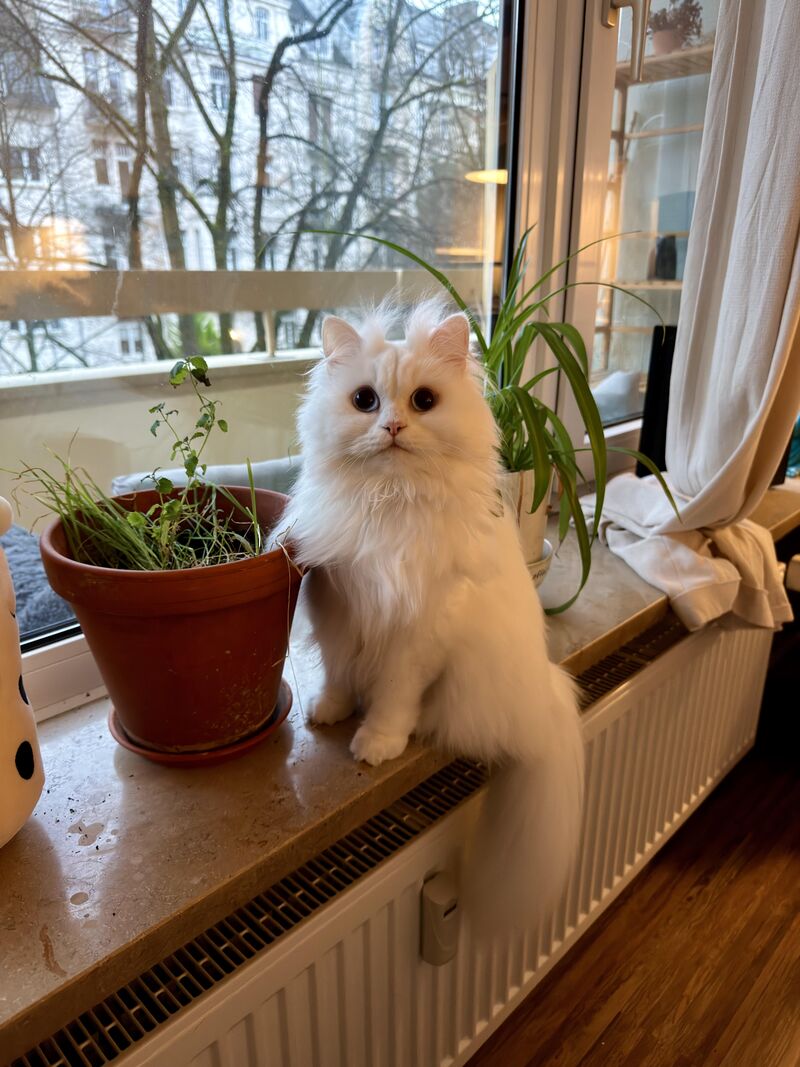 June wants to say hello!