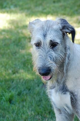Wolfhound Irish