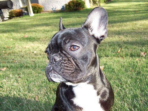 Bulldog French