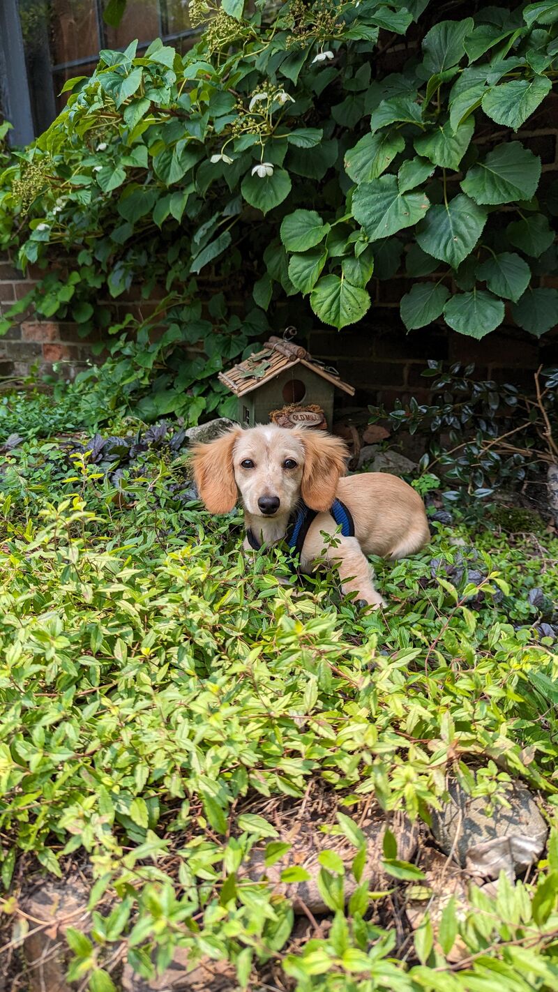 When my boy was a puppy 🥹