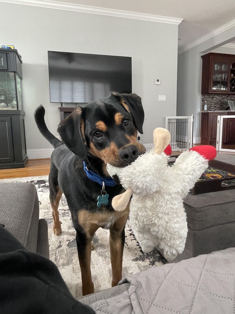 Hello! This is my dog Milo, the bestest boy, and he needs some love this holiday season! Please please please see bio for more info