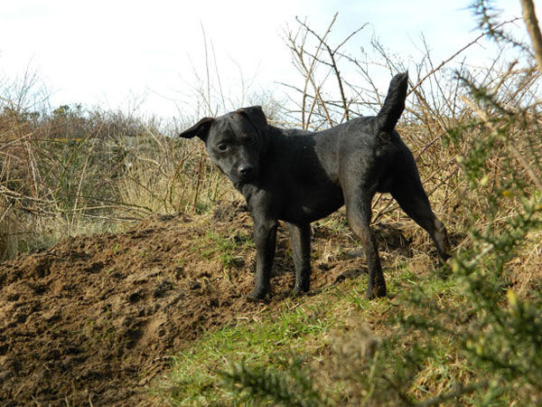 Terrier Patterdale