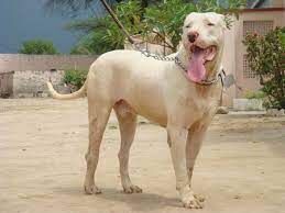 Mastiff Indian