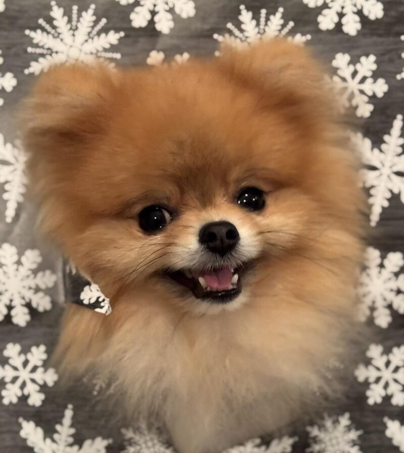 Ricky (12 months) needs your help! He’s in the running for Pup of the Month but he’s LOSING!