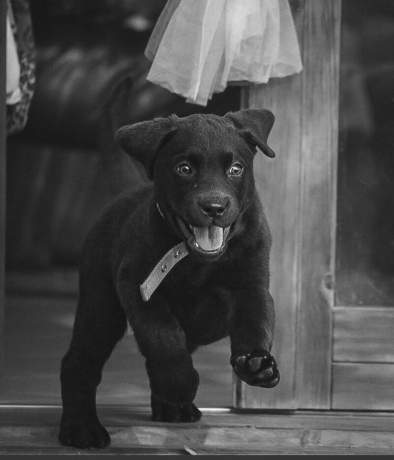 There is Moka, a 2 month old puppy full in her happiness!