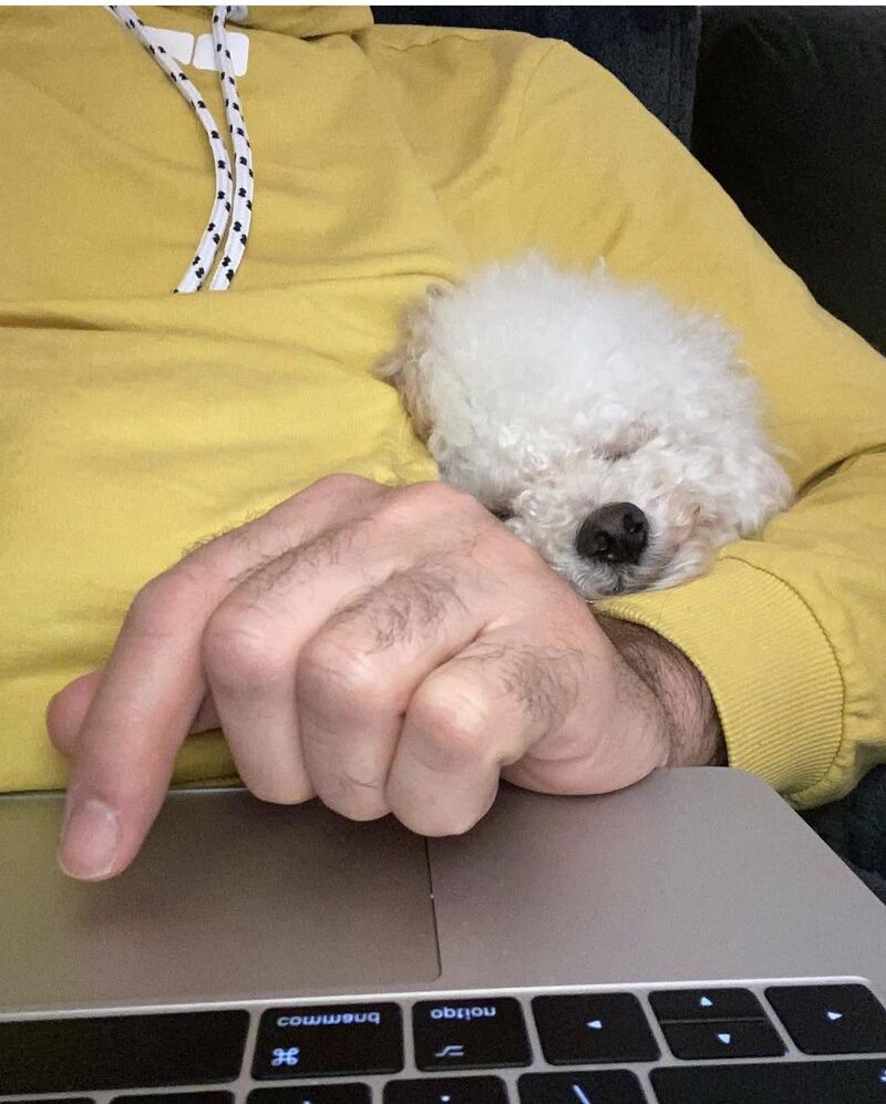 [OC] my 6 month old emotional support coworker fell asleep on duty