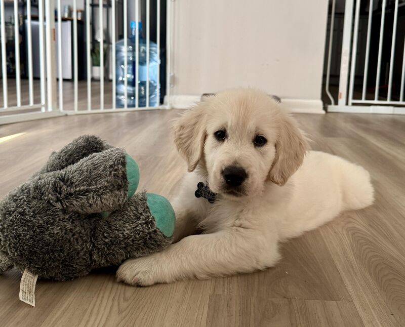 Mr. Zeus (2 months) and his bestfriend Buddy