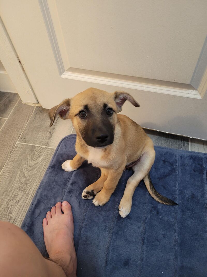 This is Kinja. She is 11 weeks old, and can't let me out of her sight