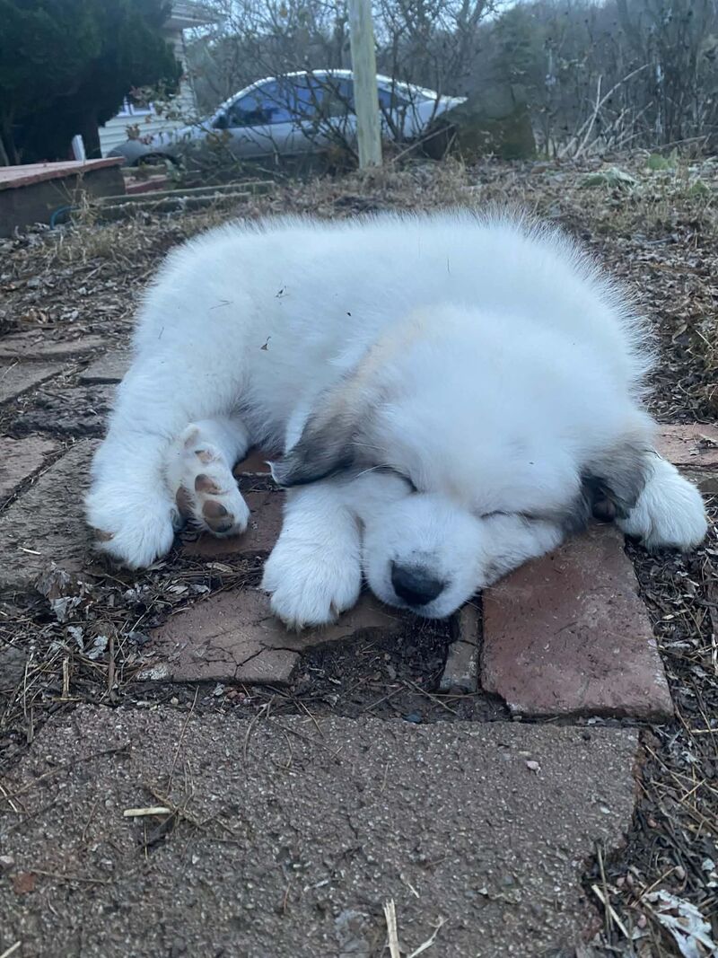 This is Micah at 3 months old. A pile of melting snow