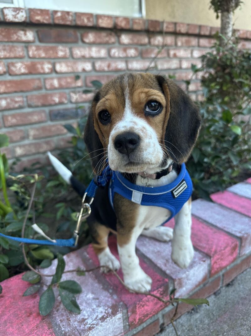 Meet Misty! She's 12 weeks old