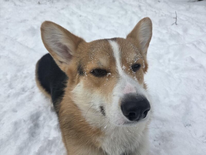 Post Herding Ball Fun in Canadian Winter...Eh