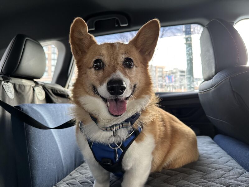 Car rides put a lil pep in Trixie’s step when it’s too cold for a stroll