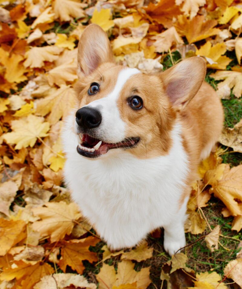 Why does he sleep on my head?