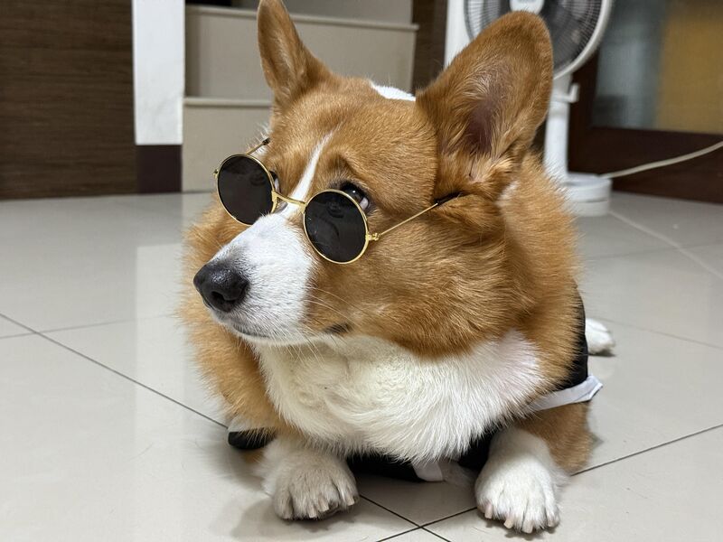 When your dog is cooler than you without even trying. (Rtwo)