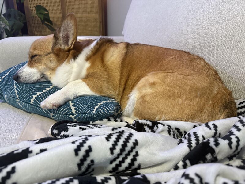 She Loves This Pillow So Much