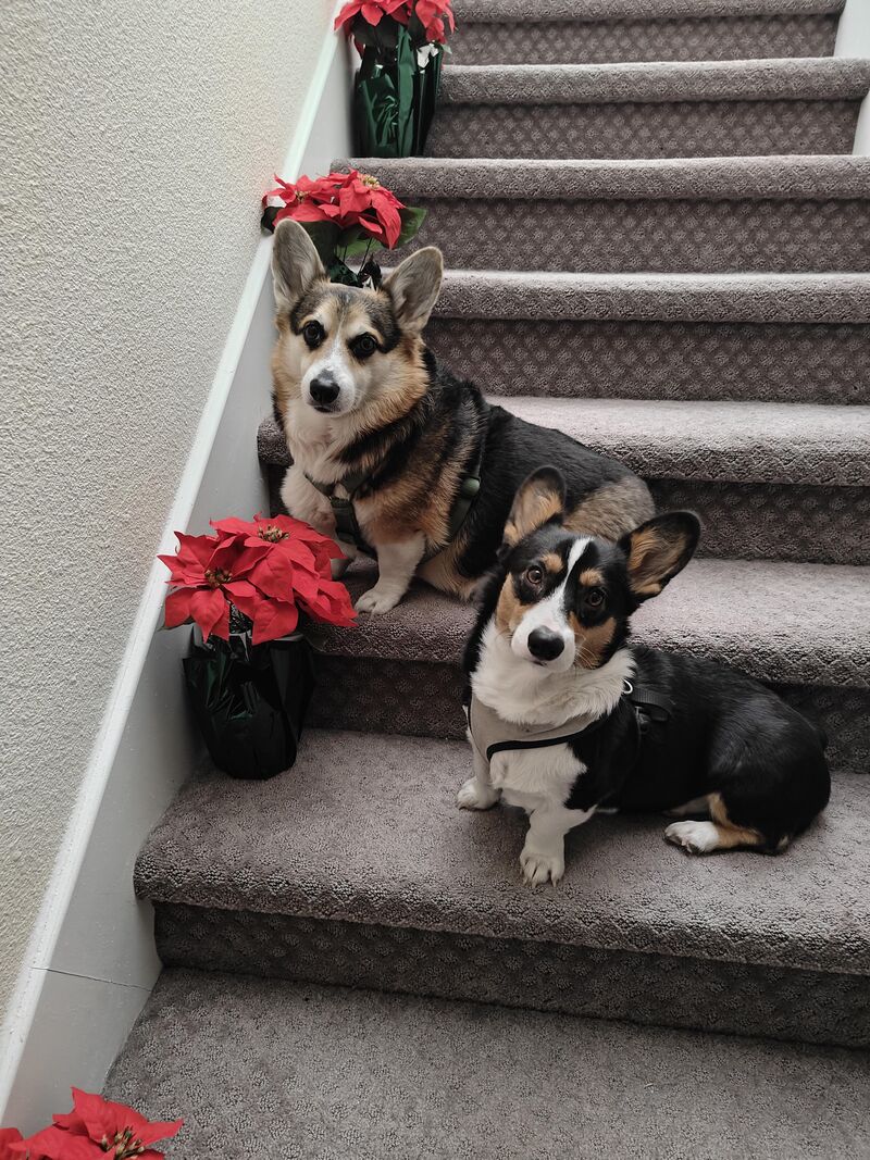 Happy Holidays from Mikko & Lucy