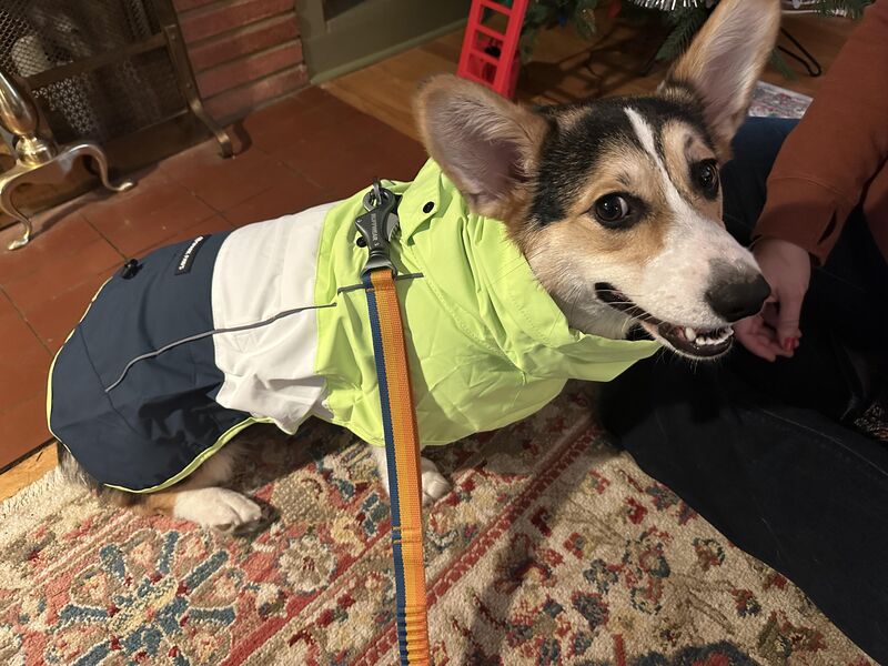 Kaiju is ready for the rain!