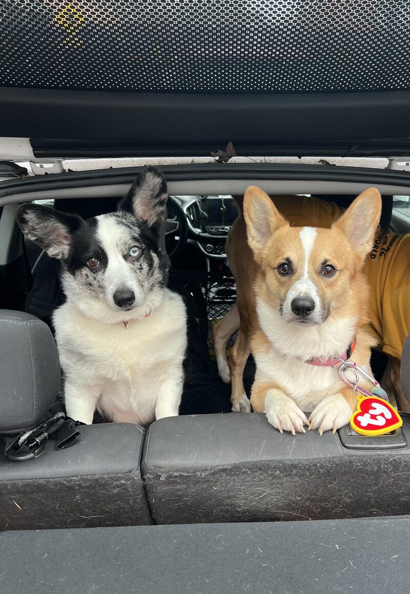 Dog sitting Ace and Nugget for the week.