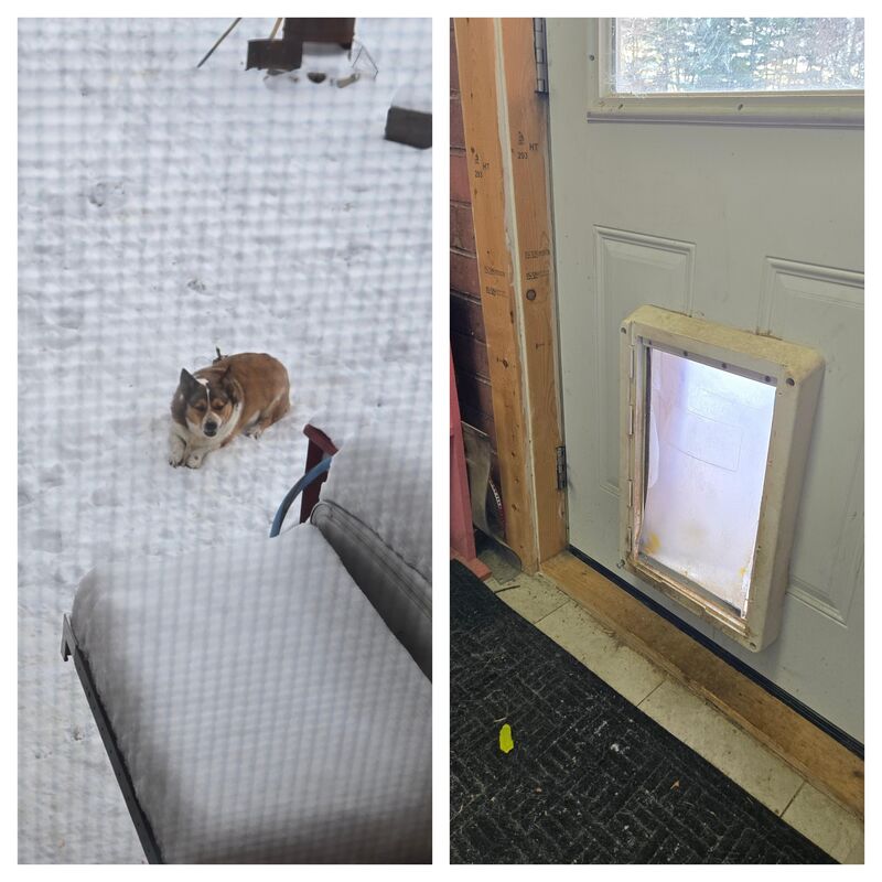 Anyone else has a corgi that likes to hang out in the cold?