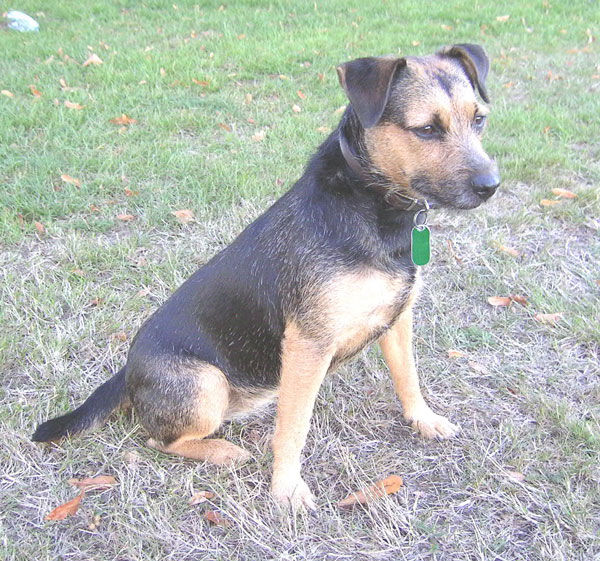 Terrier Patterdale