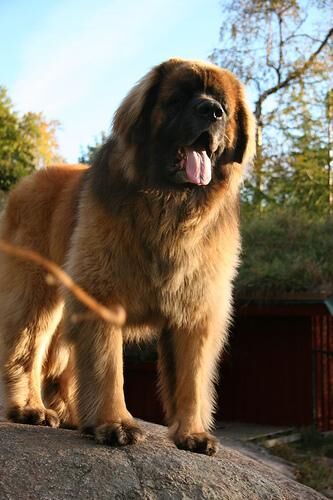 Leonberg