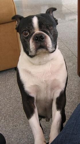 Bulldog Boston