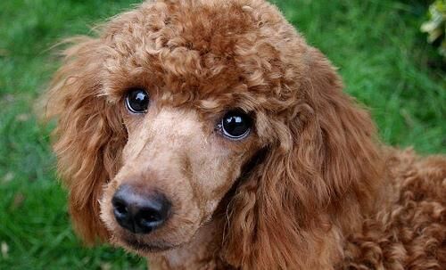 Poodle Miniature