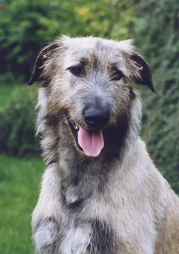 Wolfhound Irish